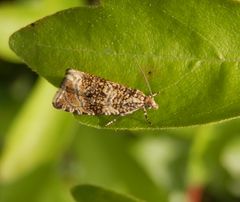 Ein fliegender Teppich - der Wickler Celypha lacunana