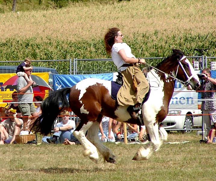 Ein fliegendes Pferd