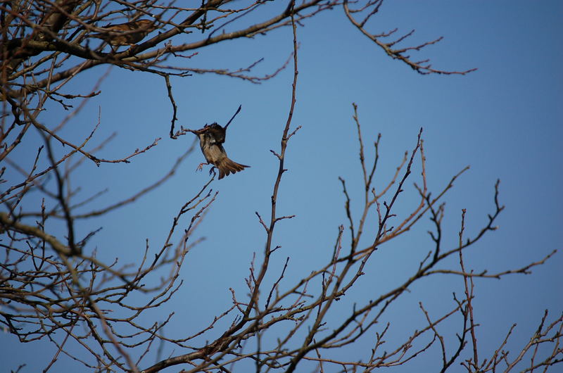 Ein fliegener Vogel