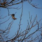 Ein fliegener Vogel