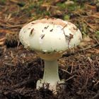 Ein Fliegenpilz (Amanita muscaria)....