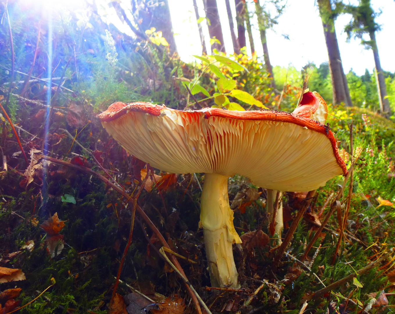 ein Fliegenpilz im Gegenlicht