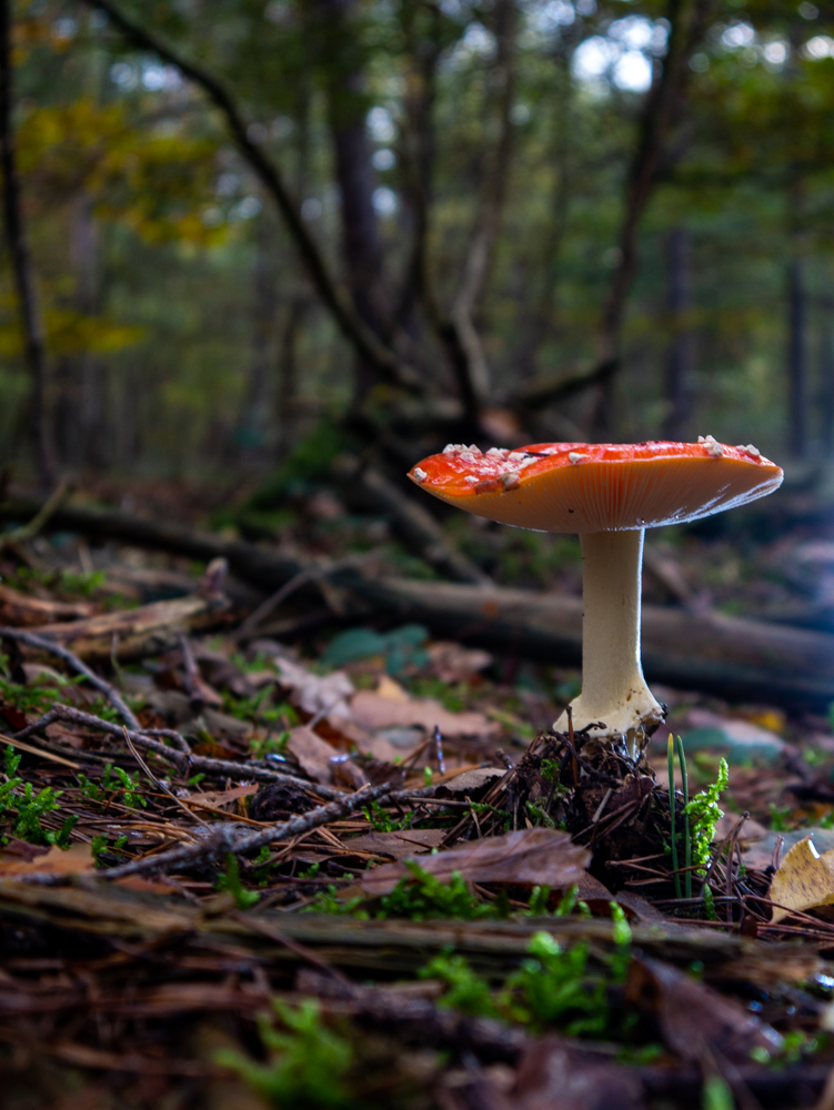 Ein Fliegenpilz im rechten Licht