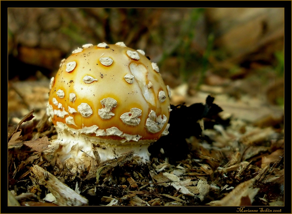 Ein Fliegenpilz mal in anderer Farbe