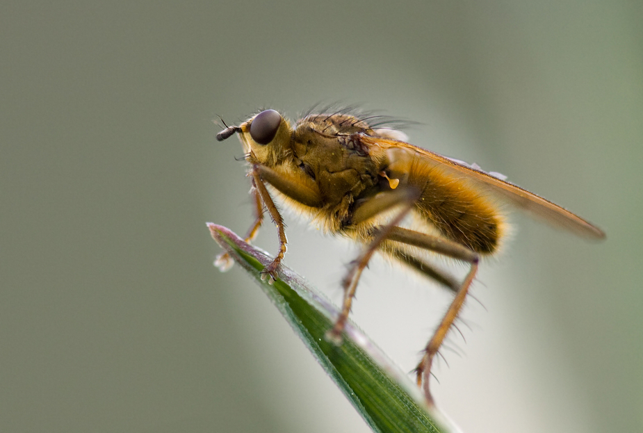 Ein Fliegentier