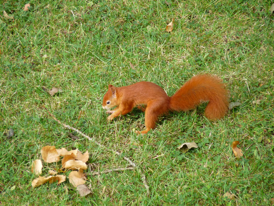 Ein flinker Besucher