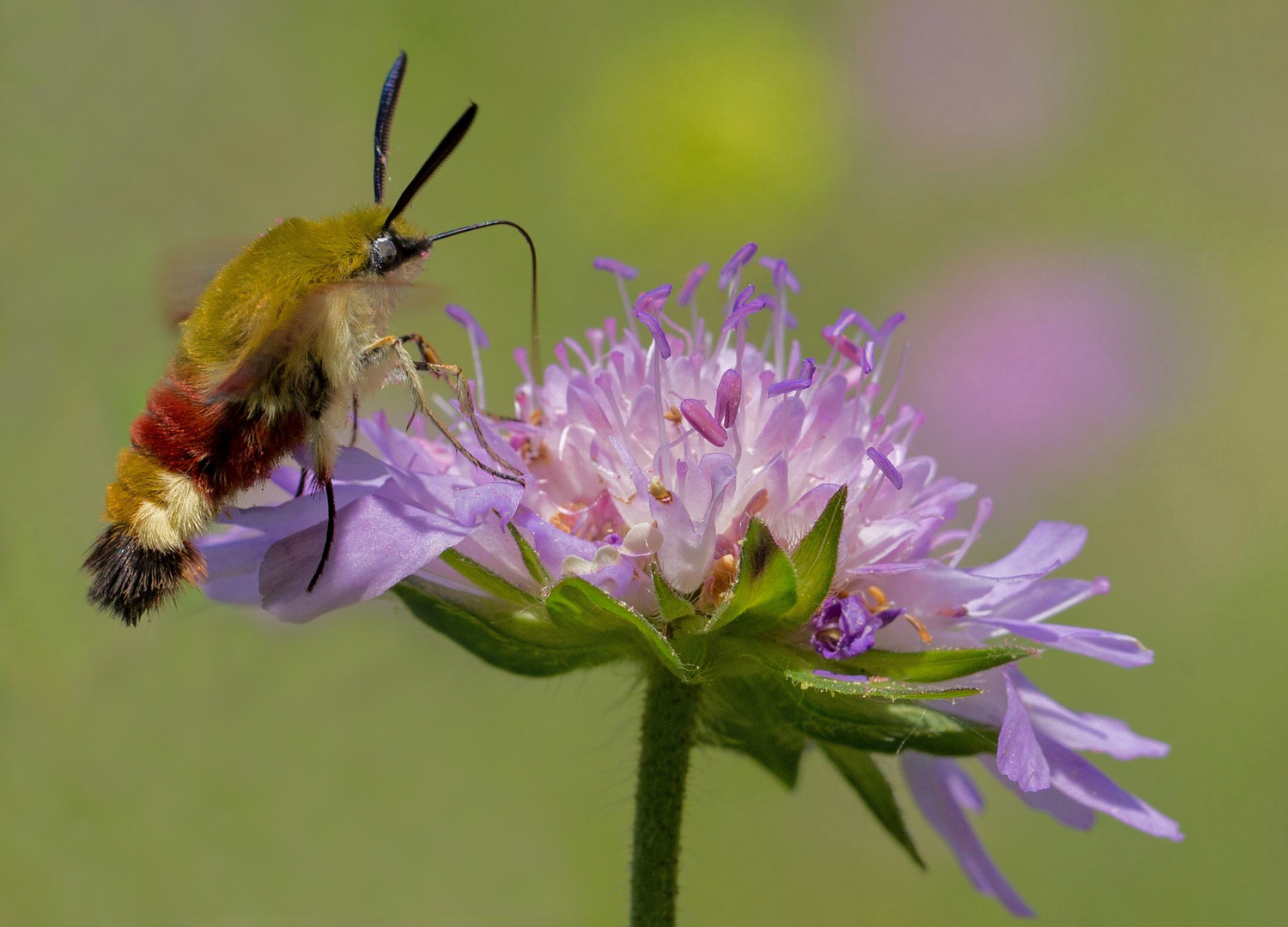 ein flinker Flieger