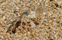 ...ein flinker Strandläufer...