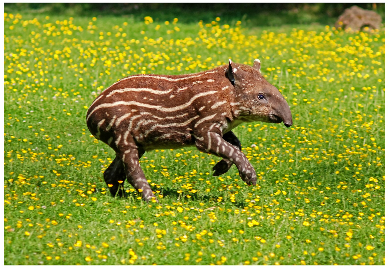 Ein flinkes Tapir-Junges im Dortmunder Zoo