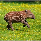 Ein flinkes Tapir-Junges im Dortmunder Zoo