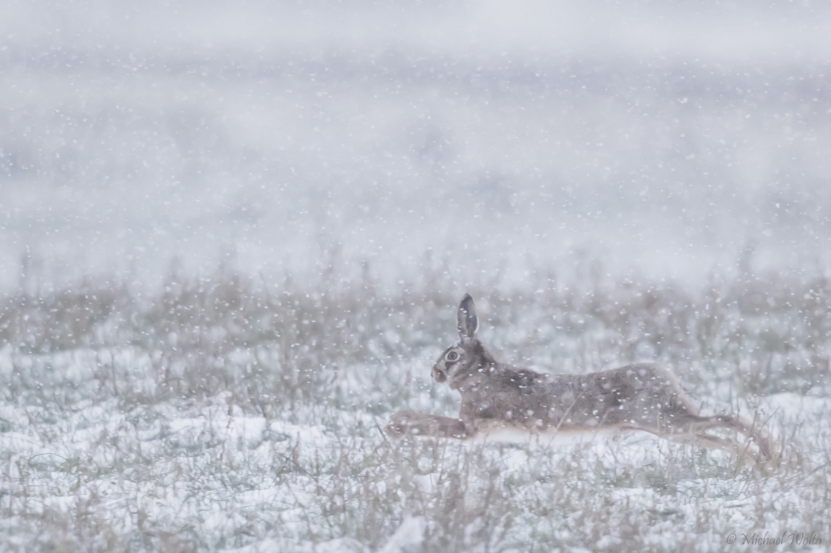 Ein Flitzer im Schneetreiben