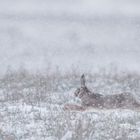 Ein Flitzer im Schneetreiben