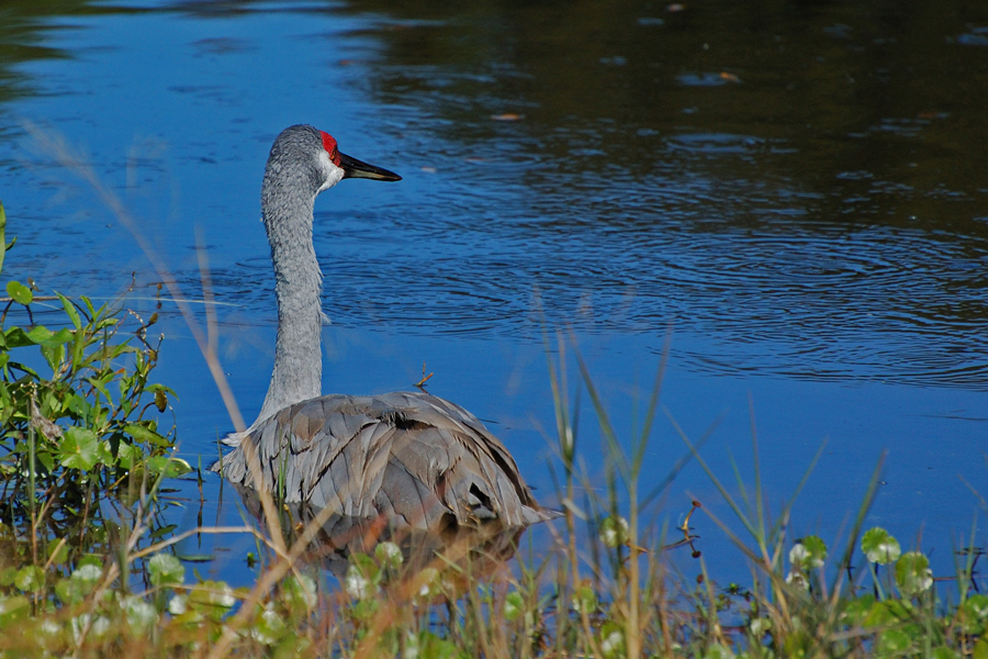 Ein Florida-Schwan?