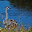 Ein Florida-Schwan?