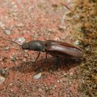 Ein flotter Geselle - Rotbauchiger Laubschnellkäfer (Athous haemorrhoidalis)