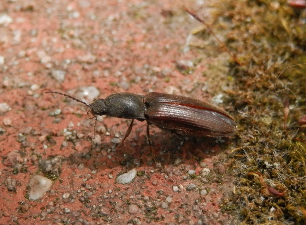 Ein flotter Geselle - Rotbauchiger Laubschnellkäfer (Athous haemorrhoidalis)