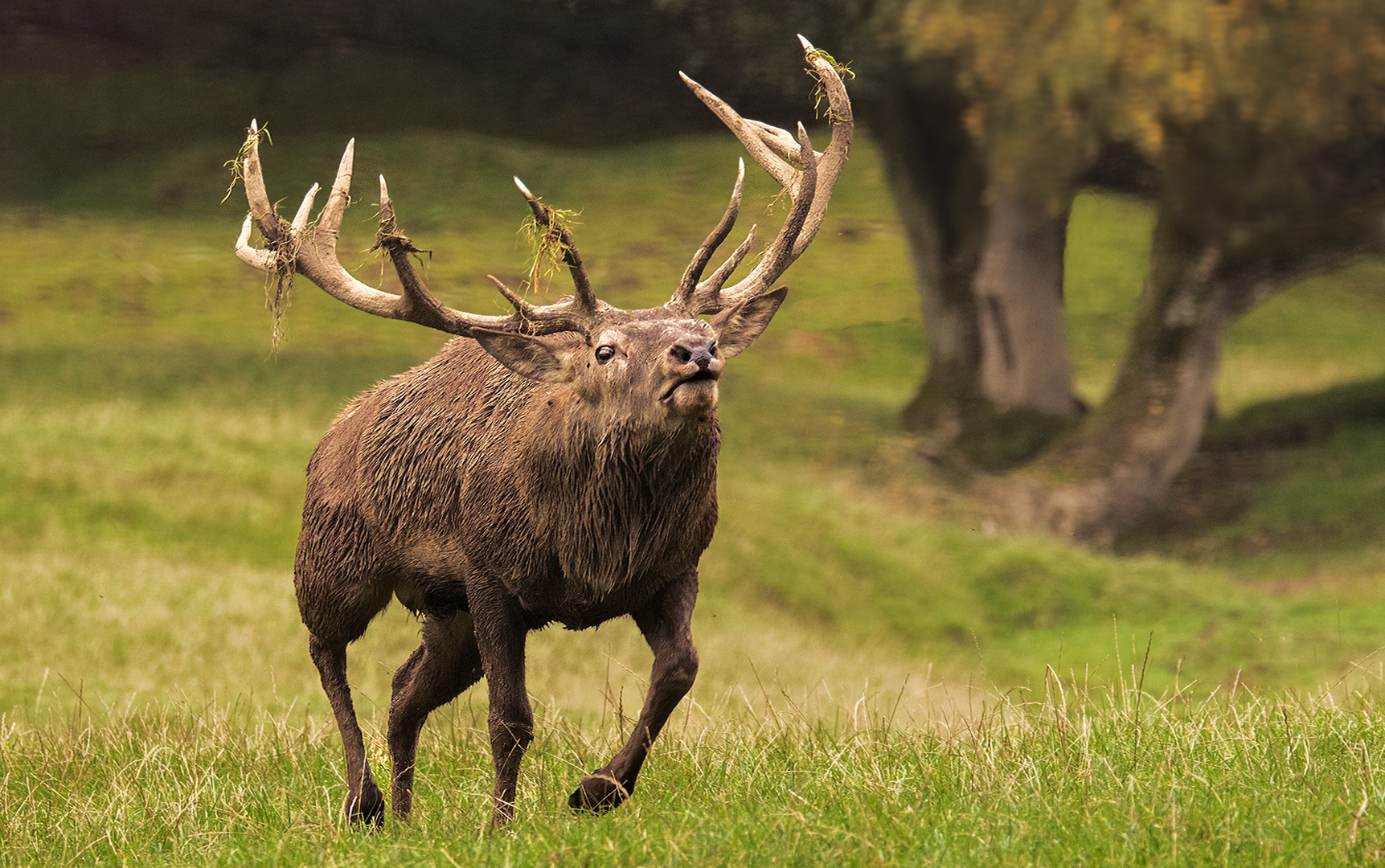 Ein flotter Hirsch