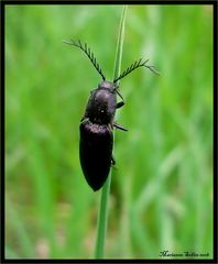 Ein flotter Käfer 2