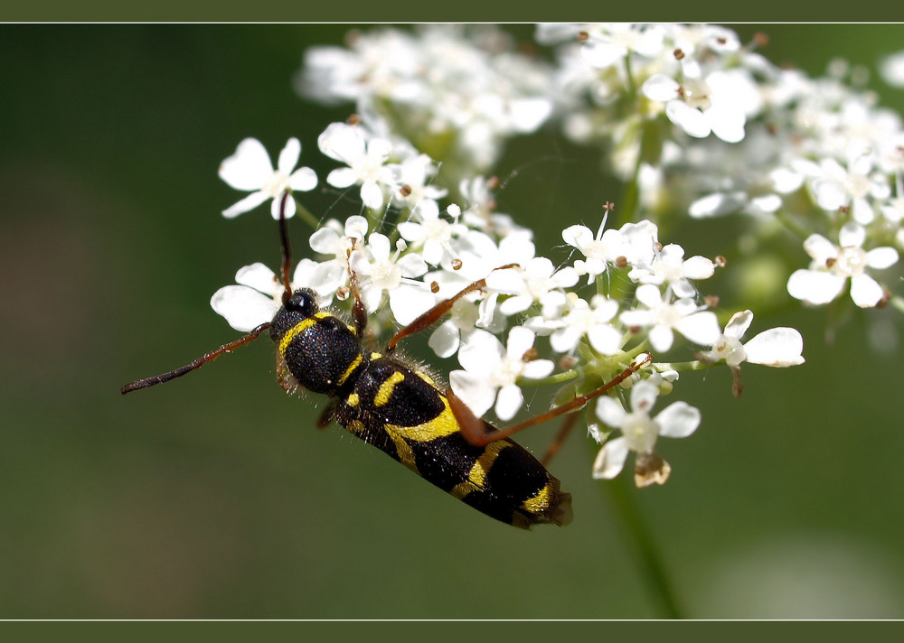 Ein flotter Käfer