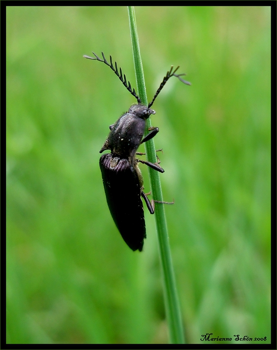 Ein flotter Käfer