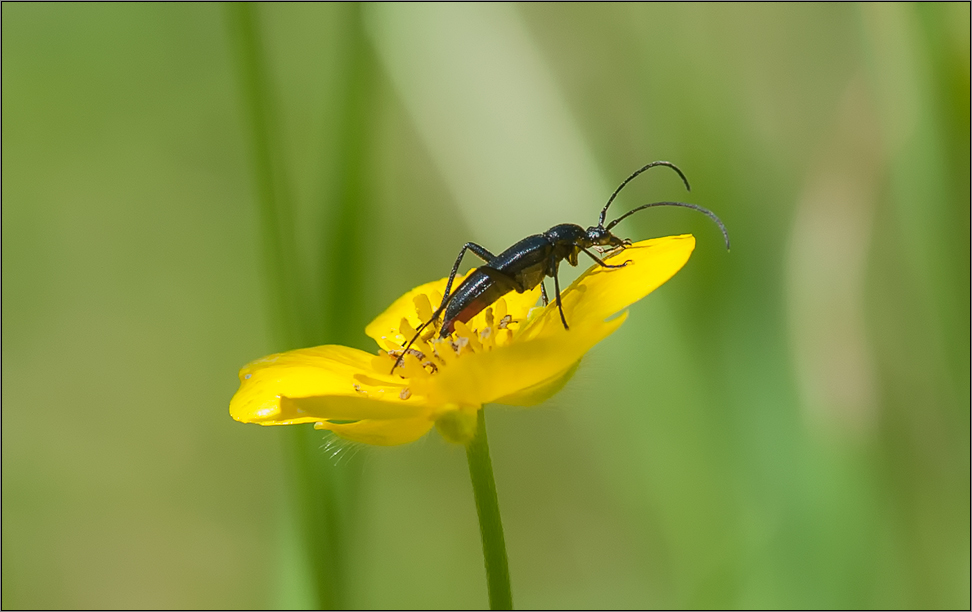 ein flotter käfer