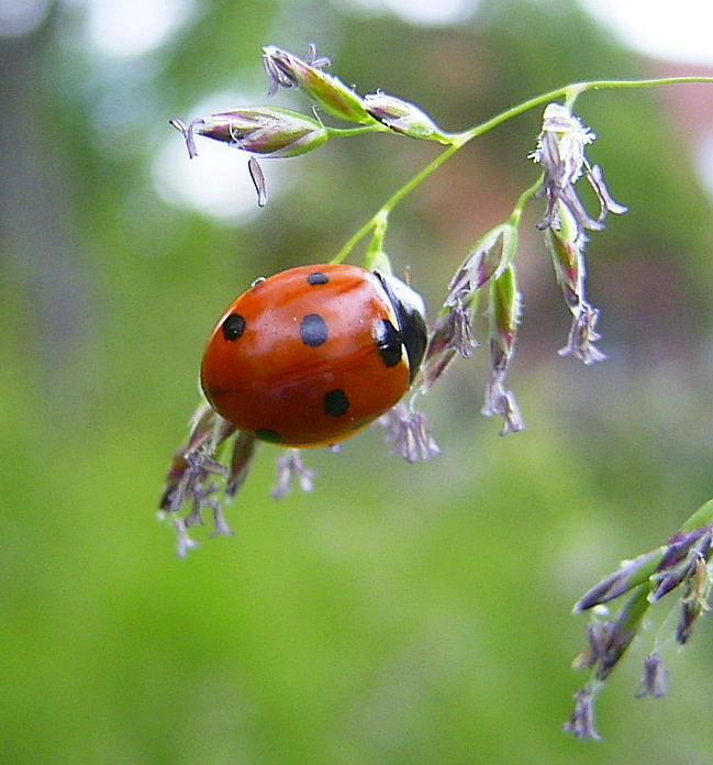 Ein flotter Käfer