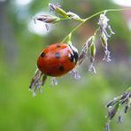 Ein flotter Käfer