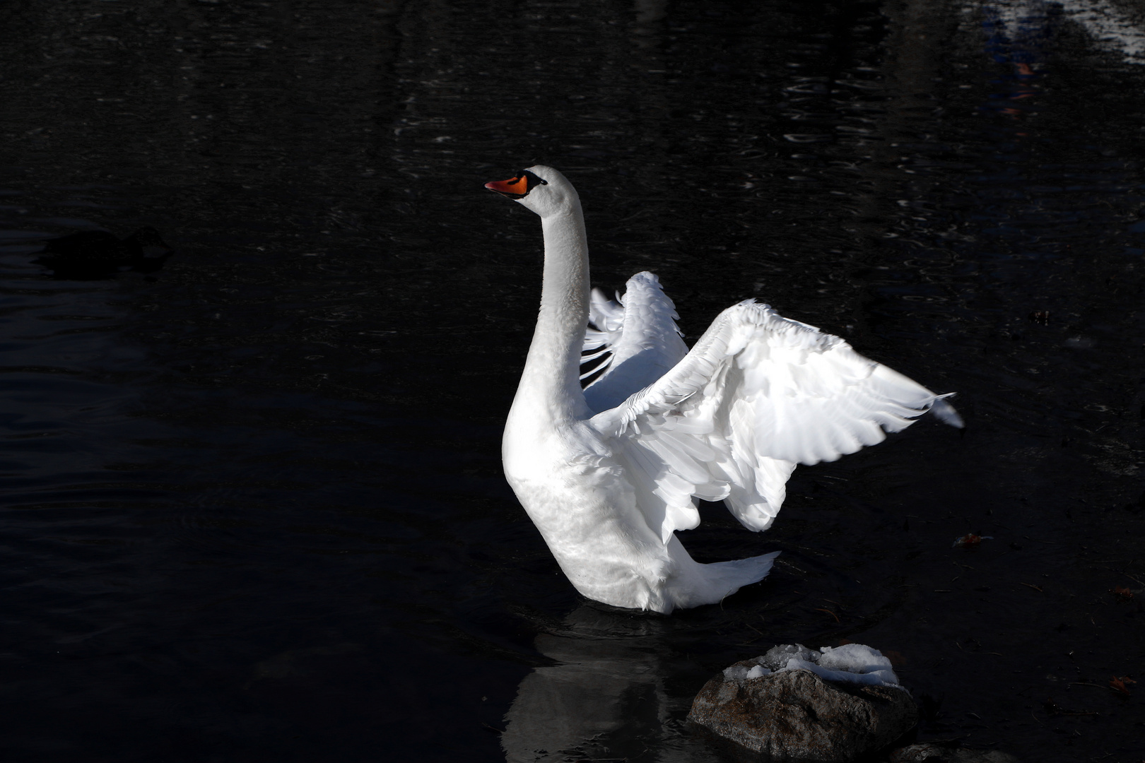 ein Flügelschlag in die Sonne