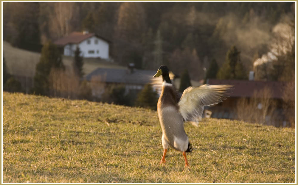 ein Flügelschlag zum rüberkommen