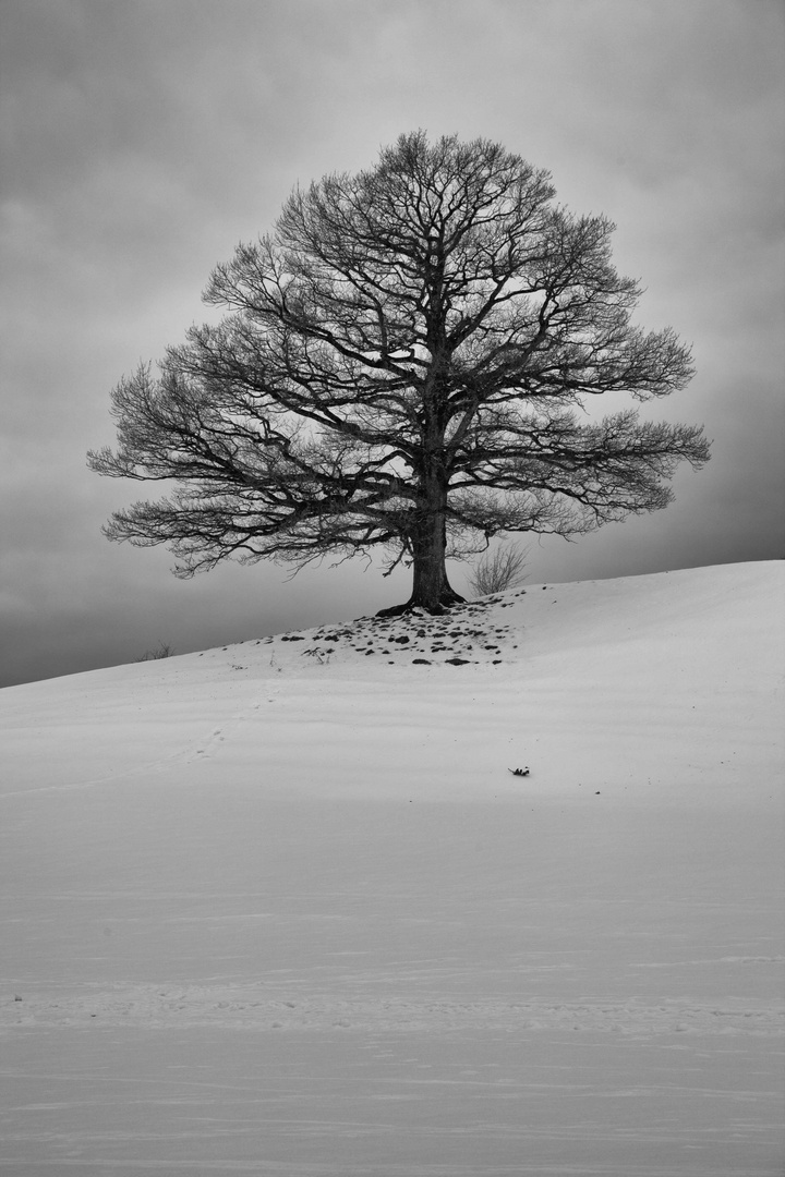 Ein Flüstern in den Zweigen im Winter