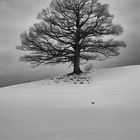 Ein Flüstern in den Zweigen im Winter