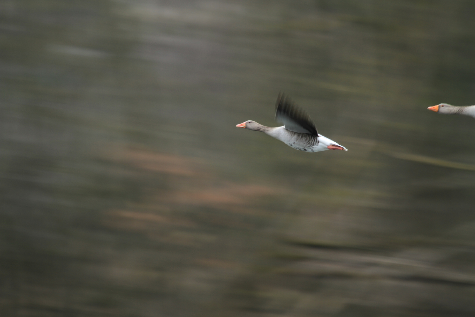 Ein-flug