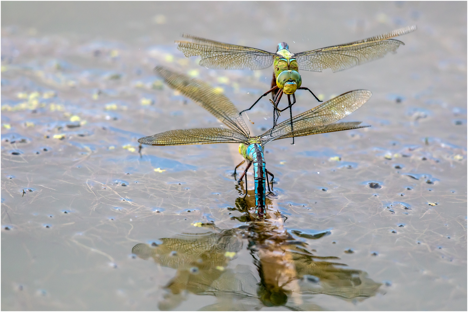 Ein Flug in die Galerie ??  ..... 