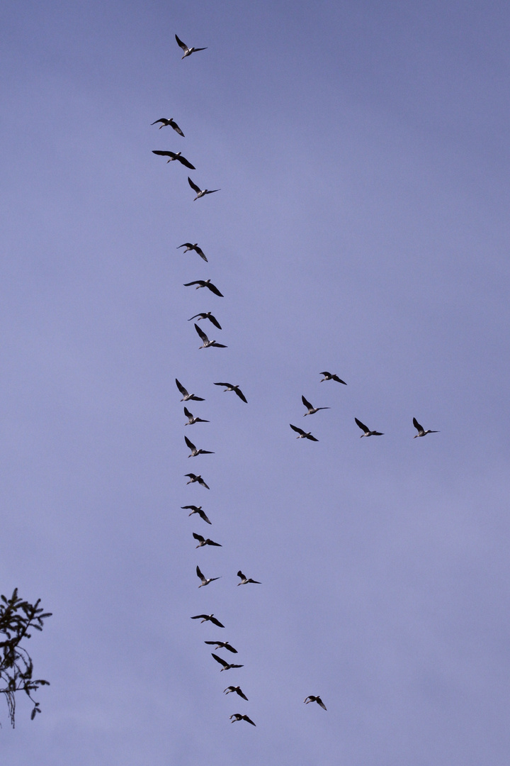 Ein Flug mit 28 Bleßgänsen (Anser albifrons) ...