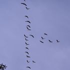 Ein Flug mit 28 Bleßgänsen (Anser albifrons) ...