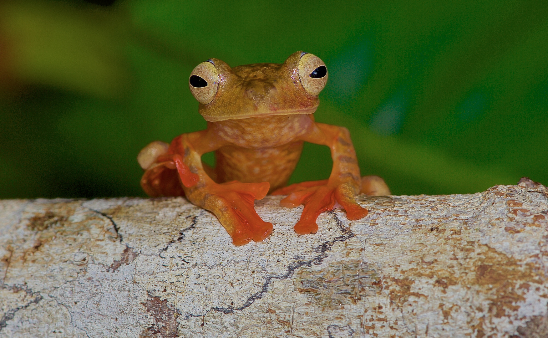 Ein Flugfrosch aus dem Tropischen Regenwald von Borneo