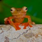 Ein Flugfrosch aus dem Tropischen Regenwald von Borneo