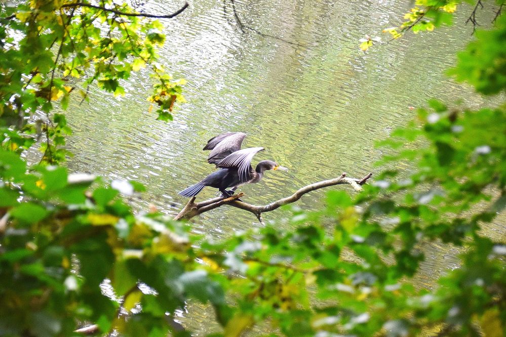 Ein Flugtier Foto & Bild tiere, wildlife, wildlife sonstige tiere