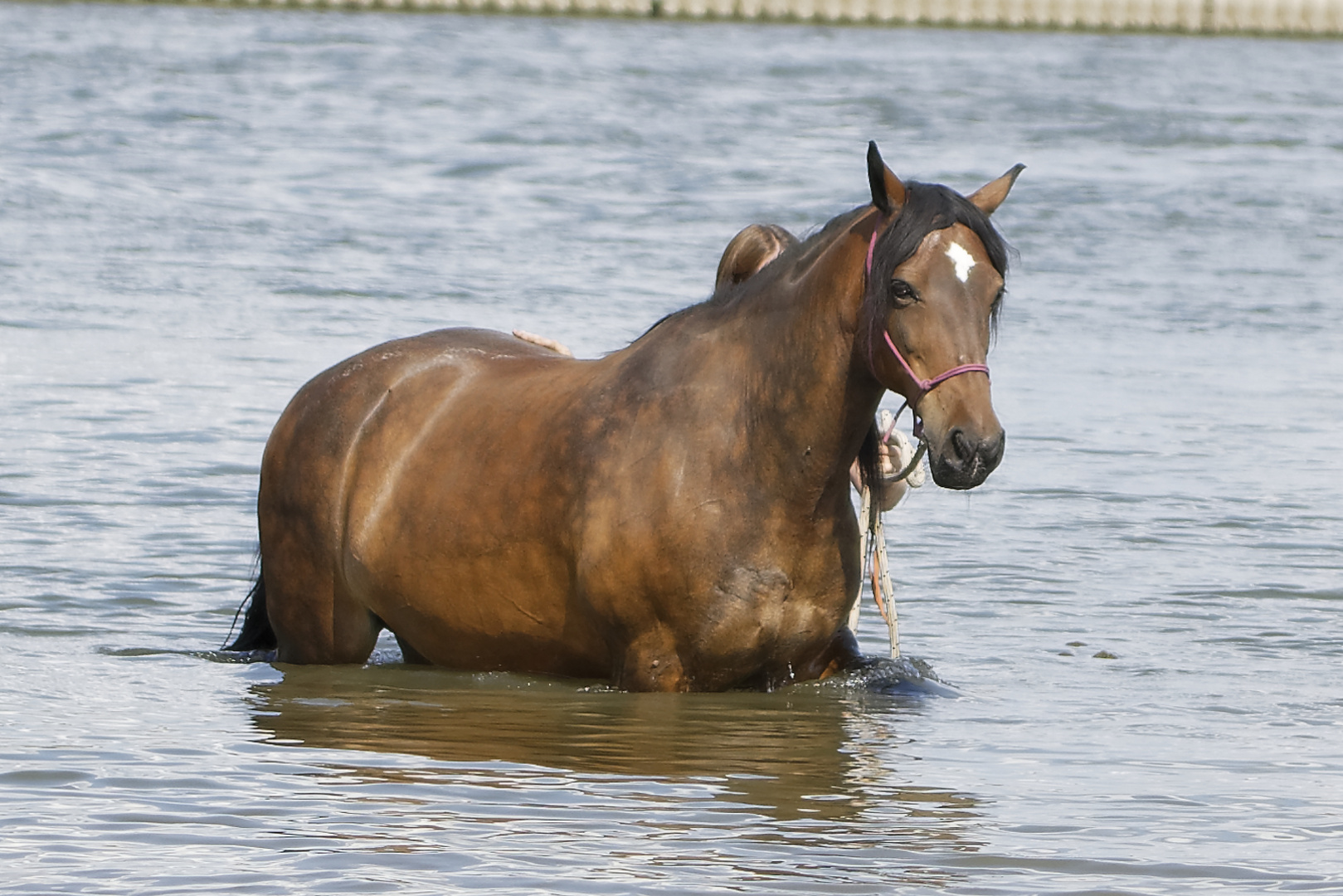 ein Flusspferd