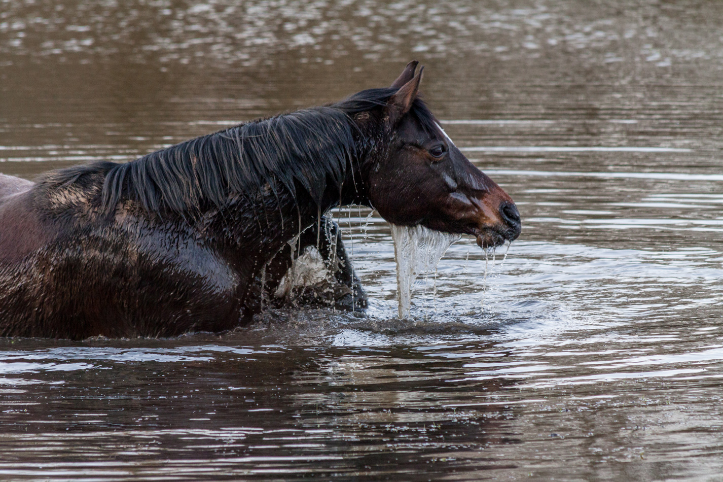 Ein Flusspferd in Duisburg-Walsum ?