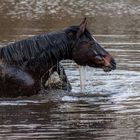 Ein Flusspferd in Duisburg-Walsum ?