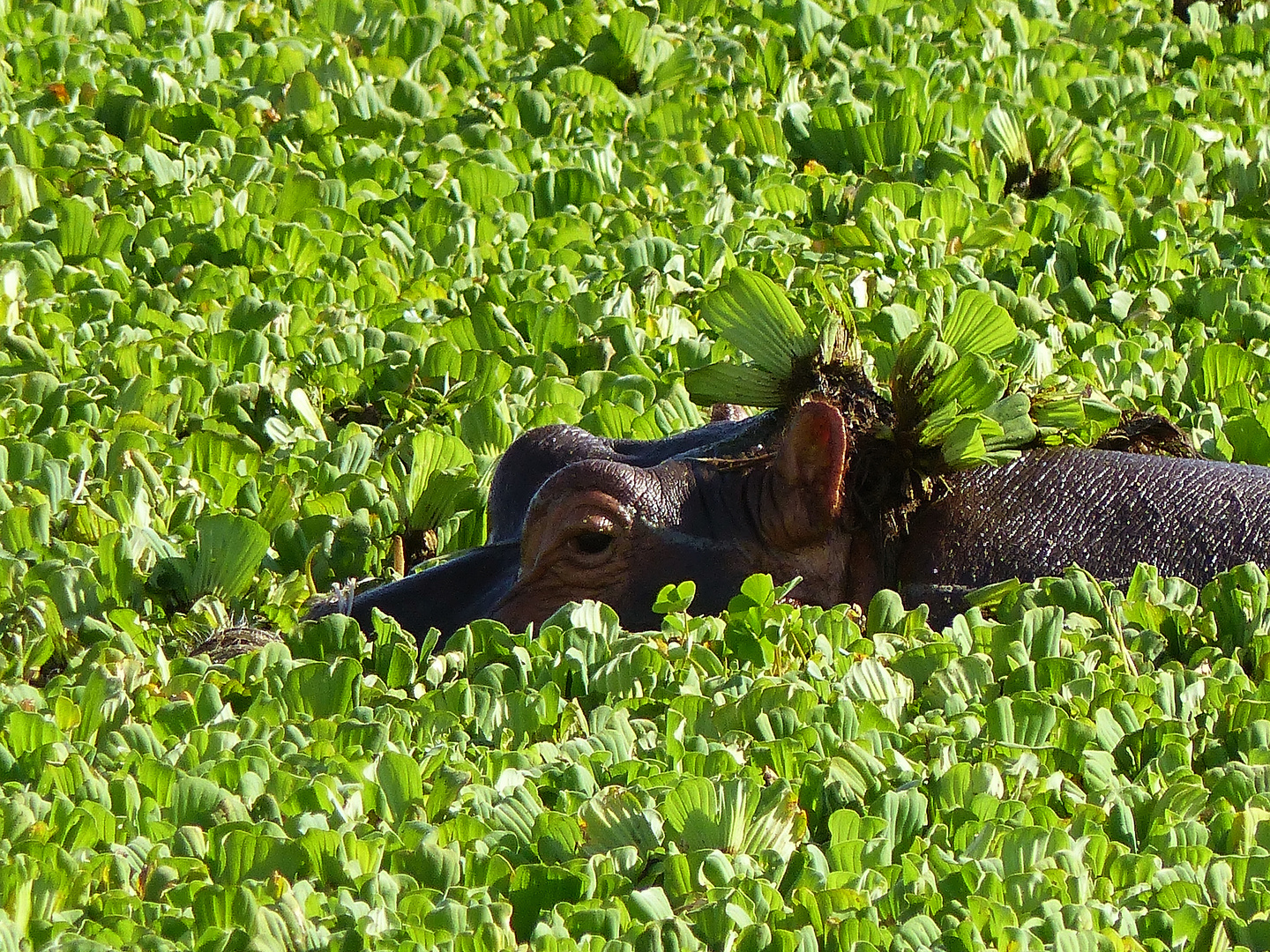 Ein Flusspferd mit besonderer Tarnung