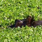 Ein Flusspferd mit besonderer Tarnung