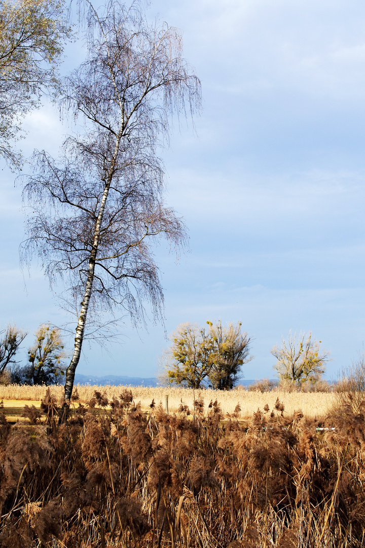 ein Föhntag am Bodensee 2