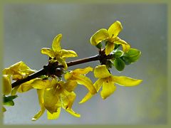 Ein Forsythienzweig ...