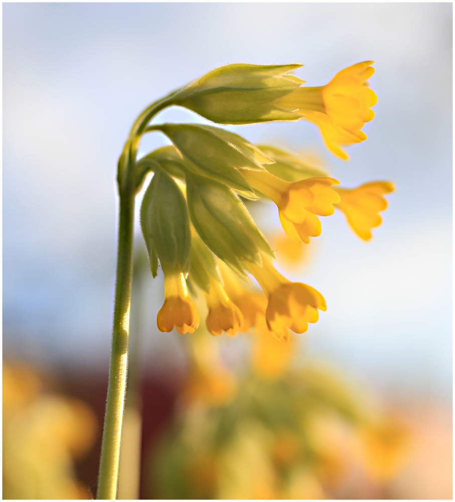 Ein Foto vom letzten Frühling....