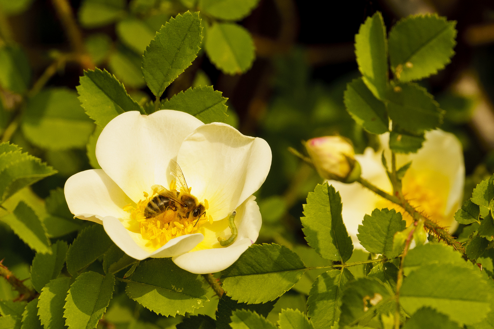 Ein Foto zum World Bee Day - Pfalz - 02.05.2019