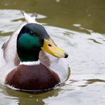 Ein fotobegeisterter Stockentenmann ...