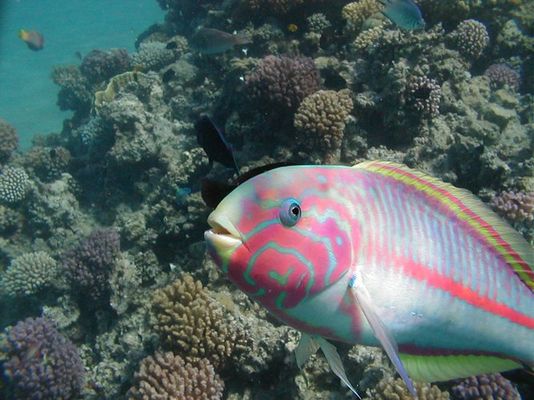 Ein fotogener Papageienfisch