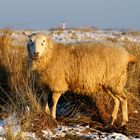 Ein fotogenes Schaf auf dem Listland/Sylt